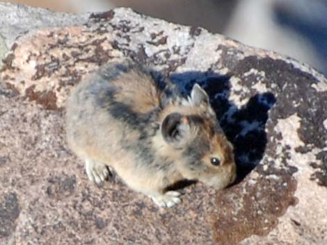 American Pika (Ochotona princeps)