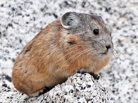 American Pika (Ochotona princeps)