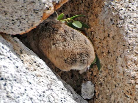 American Pika (Ochotona princeps)