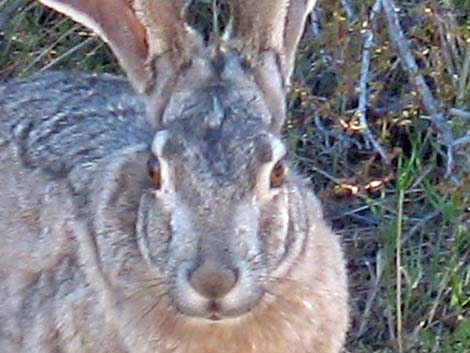 Black-tailed Jackrabbit (Lepus californicus)