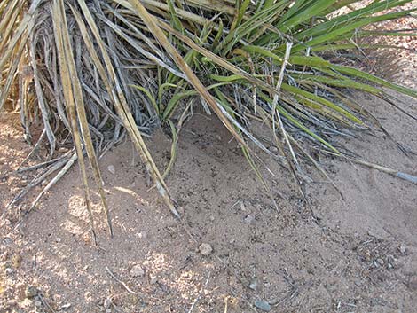 Black-tailed Jackrabbit (Lepus californicus)