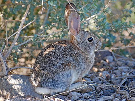 Desert Cottontail (Sylvilagus audubonii)