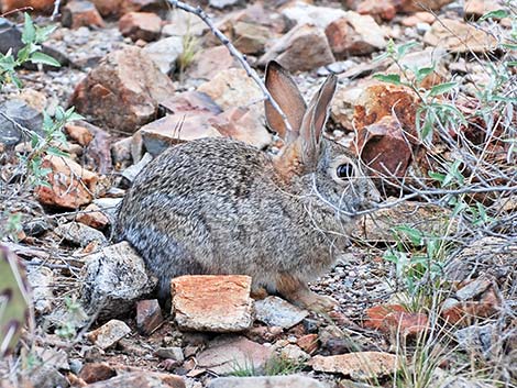 Desert Cottontail (Sylvilagus audubonii)