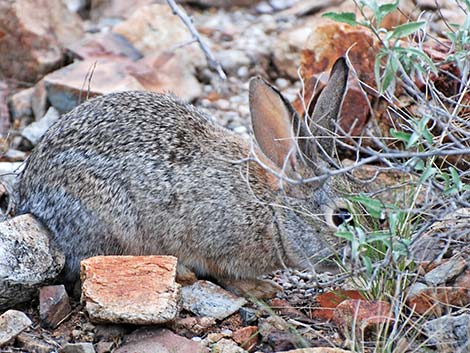 Desert Cottontail (Sylvilagus audubonii)