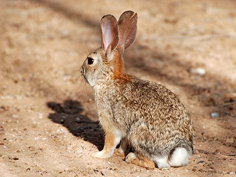 Desert Cottontail (Sylvilagus audubonii)