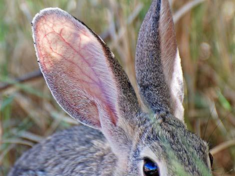 Desert Cottontail (Sylvilagus audubonii)