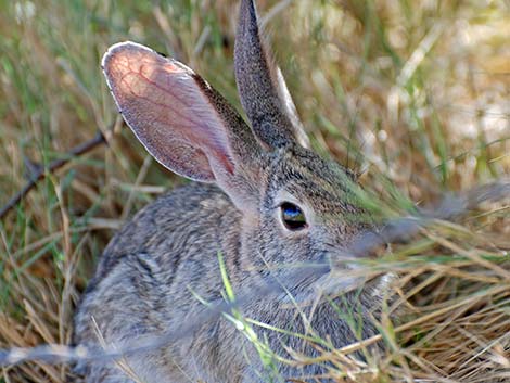 Desert Cottontail (Sylvilagus audubonii)