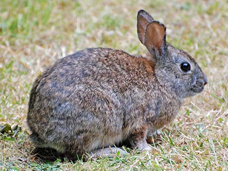 Brush Rabbit (Sylvilagus bachmani)