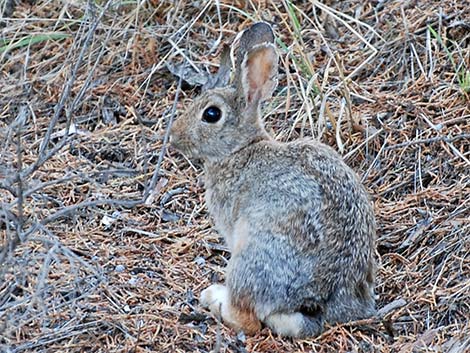 Mountain Cottontail (Sylvilagus nuttalli)