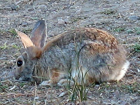 Mountain Cottontail (Sylvilagus nuttalli)