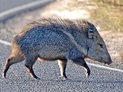 Collared Peccary, Javelina (Pecari tajacu)