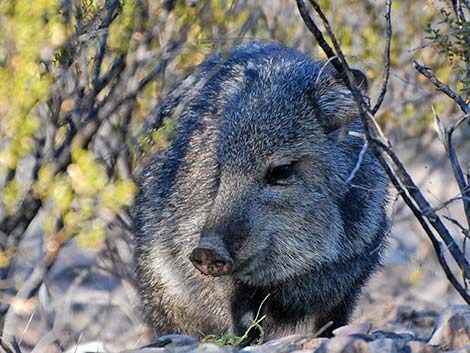 Collared Peccary, Javelina (Pecari tajacu)