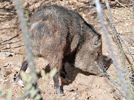 Collared Peccary, Javelina (Pecari tajacu)