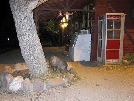 Collared Peccary, Javelina (Pecari tajacu)