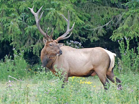 elk (wapiti) (Cervus canadensis)