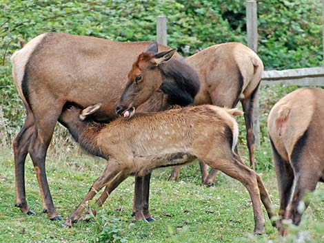 elk (wapiti) (Cervus canadensis)