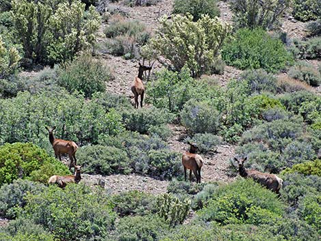 elk (wapiti) (Cervus canadensis)