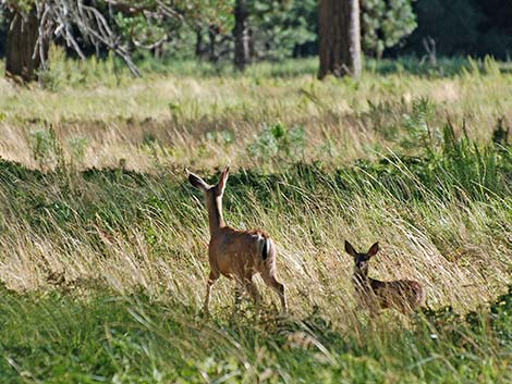 California Mule Deer (Odocoileus hemionus californica)