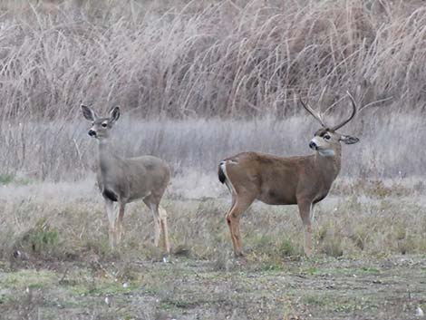 Mule Deer (Odocoileus hemionus)