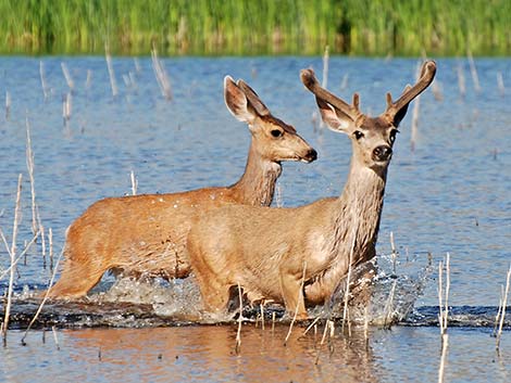 Mule Deer (Odocoileus hemionus)