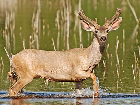 Mule Deer (Odocoileus hemionus)