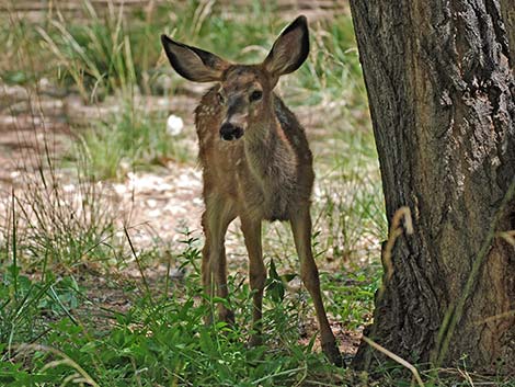 Mule Deer (Odocoileus hemionus)