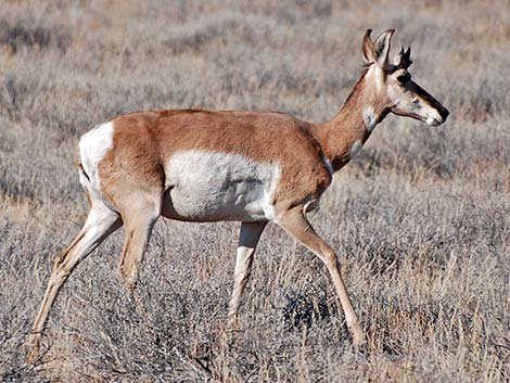 Pronghorn (Antilocapra americana)