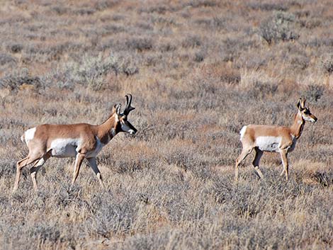 Pronghorn (Antilocapra americana)