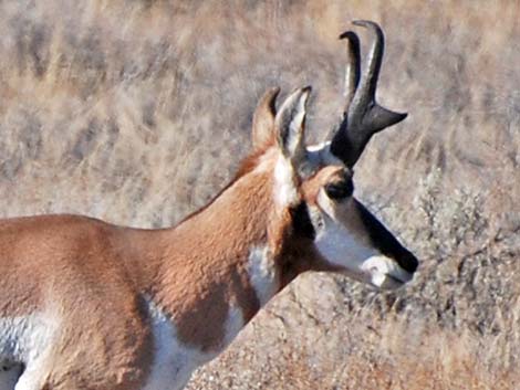 Pronghorn (Antilocapra americana)