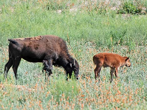 American Bison (Bison bison)