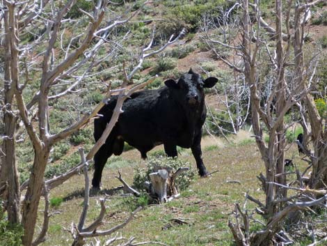 Domestic Cow (Bos taurus)