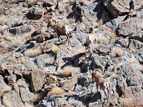 Desert Bighorn Sheep (Ovis canadensis)