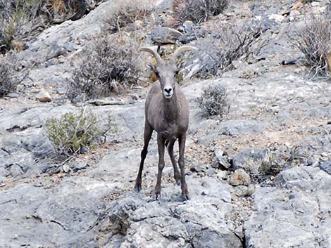 Desert Bighorn Sheep (Ovis canadensis)