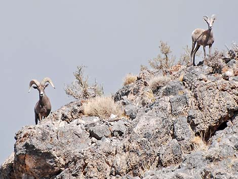 Desert Bighorn Sheep (Ovis canadensis)