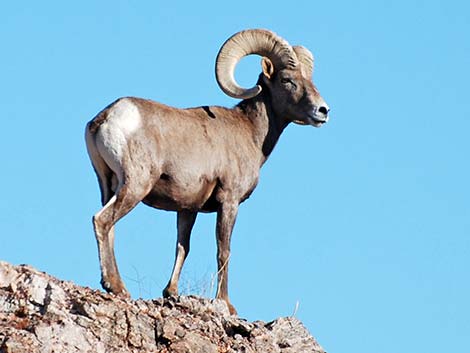 Desert Bighorn Sheep (Ovis canadensis)