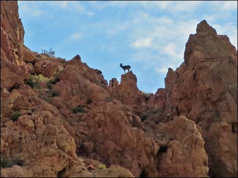 Desert Bighorn Sheep (Ovis canadensis)