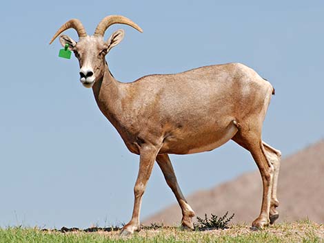 Desert bighorn sheep (Ovis canadensis)