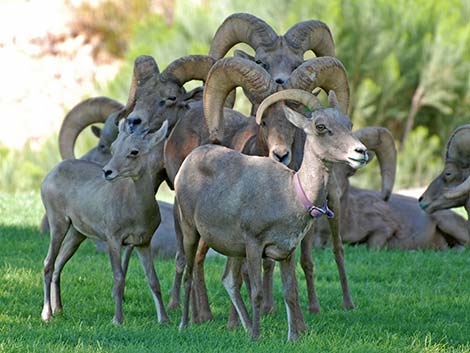 Desert bighorn sheep (Ovis canadensis)