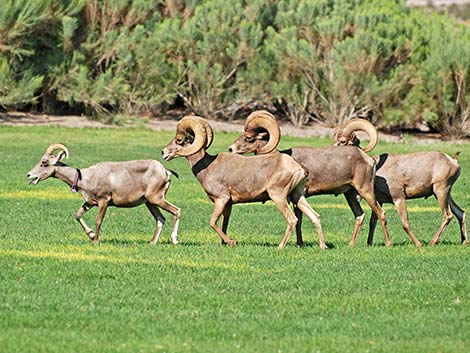 Desert bighorn sheep (Ovis canadensis)