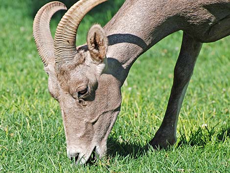 Desert bighorn sheep (Ovis canadensis)