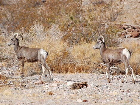 Desert Bighorn Sheep (Ovis canadensis)