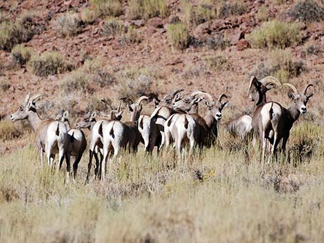 Desert Bighorn Sheep (Ovis canadensis)