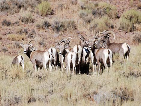 Desert Bighorn Sheep (Ovis canadensis)