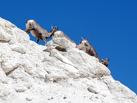 Desert Bighorn Sheep (Ovis canadensis)