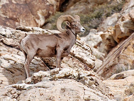 Desert Bighorn Sheep (Ovis canadensis)