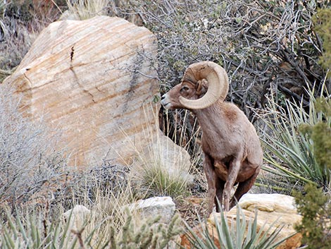 Desert Bighorn Sheep (Ovis canadensis)