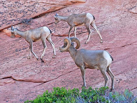 Desert Bighorn Sheep (Ovis canadensis)