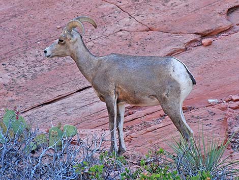 Desert Bighorn Sheep (Ovis canadensis)