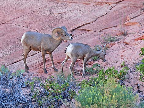 Desert Bighorn Sheep (Ovis canadensis)