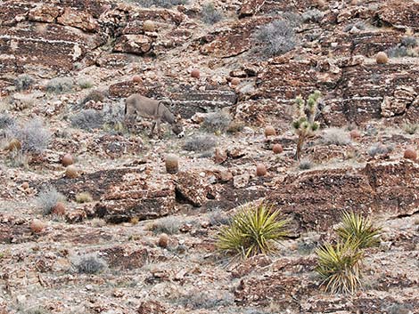 wild burro (feral ass) (Equus asinus)